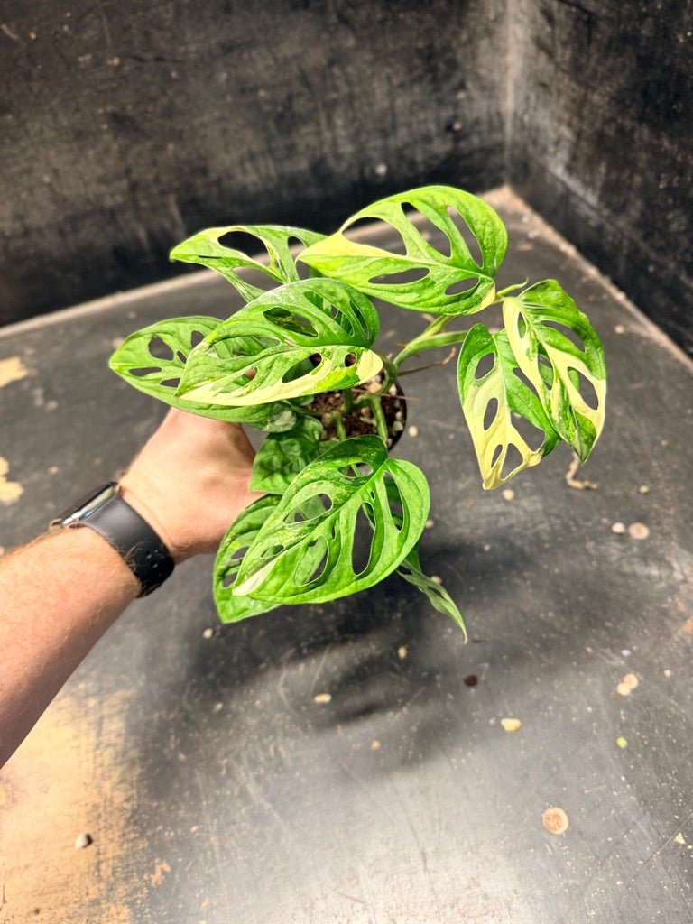 Handpicked 119 - Monstera Adansonii Monkey Mask Albo | Uprooted
