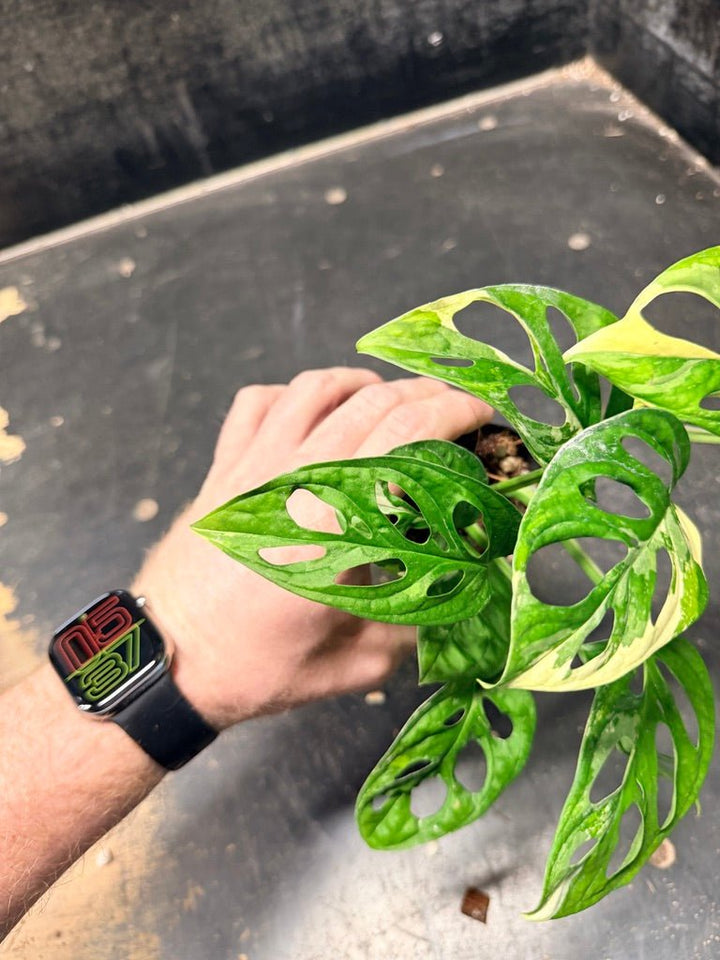 Handpicked 119 - Monstera Adansonii Monkey Mask Albo | Uprooted