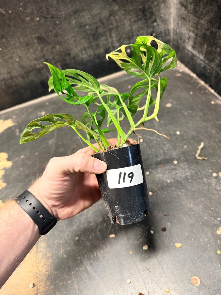 Handpicked 119 - Monstera Adansonii Monkey Mask Albo | Uprooted