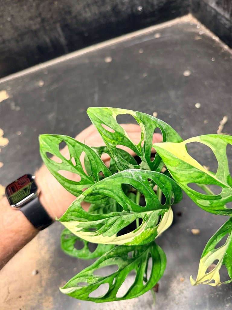 Handpicked 119 - Monstera Adansonii Monkey Mask Albo | Uprooted