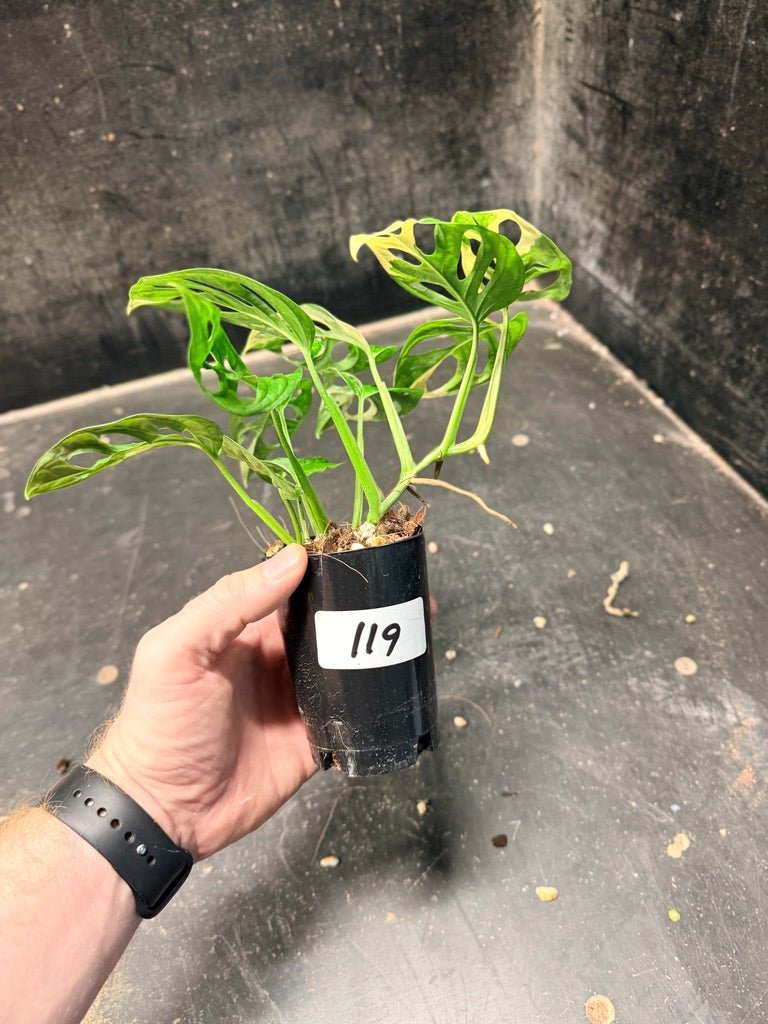 Handpicked 119 - Monstera Adansonii Monkey Mask Albo | Uprooted
