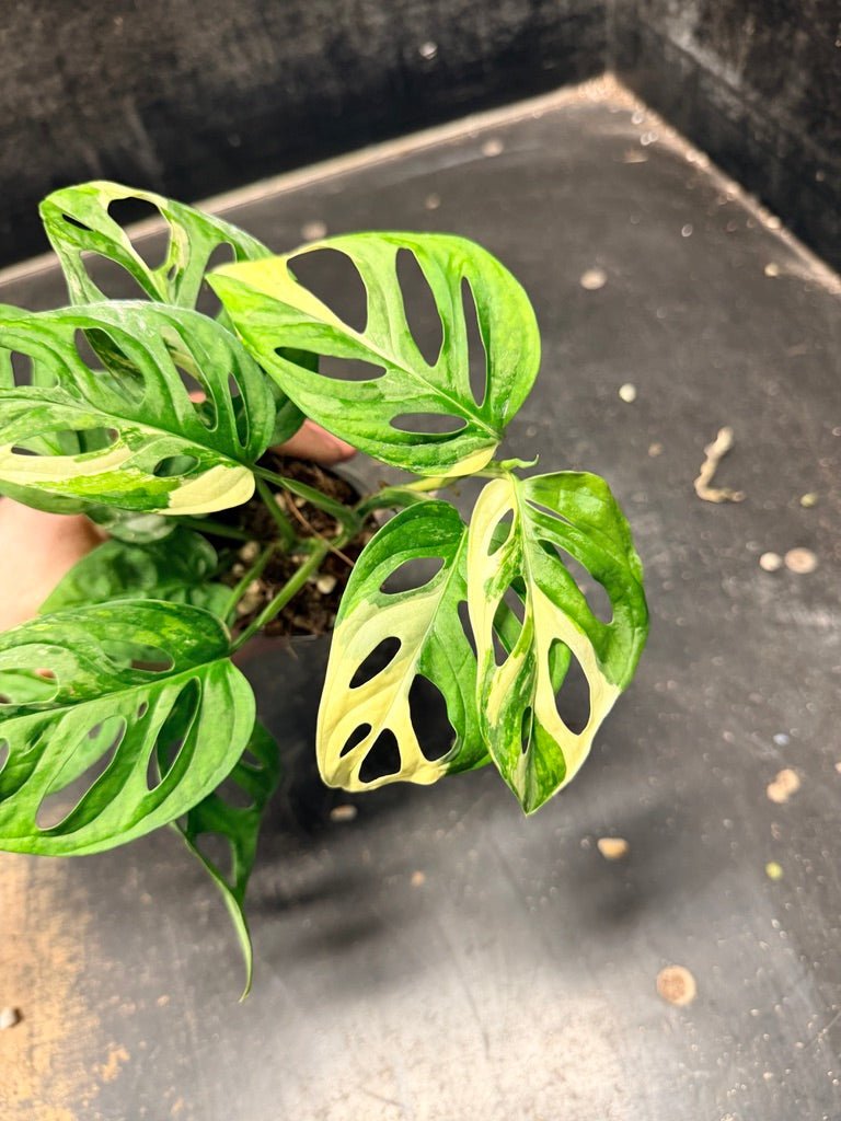 Handpicked 119 - Monstera Adansonii Monkey Mask Albo | Uprooted