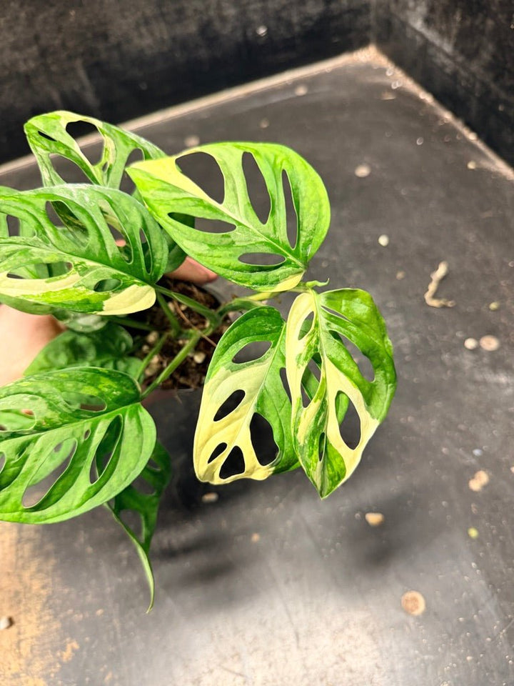 Handpicked 119 - Monstera Adansonii Monkey Mask Albo | Uprooted