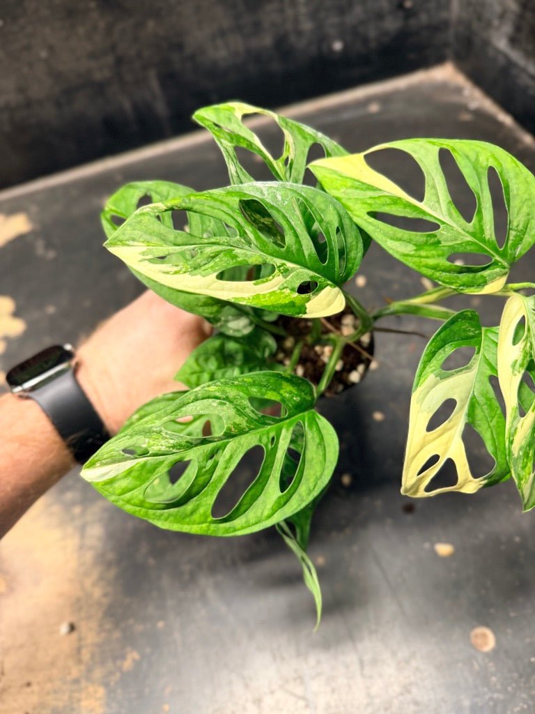 Handpicked 119 - Monstera Adansonii Monkey Mask Albo | Uprooted