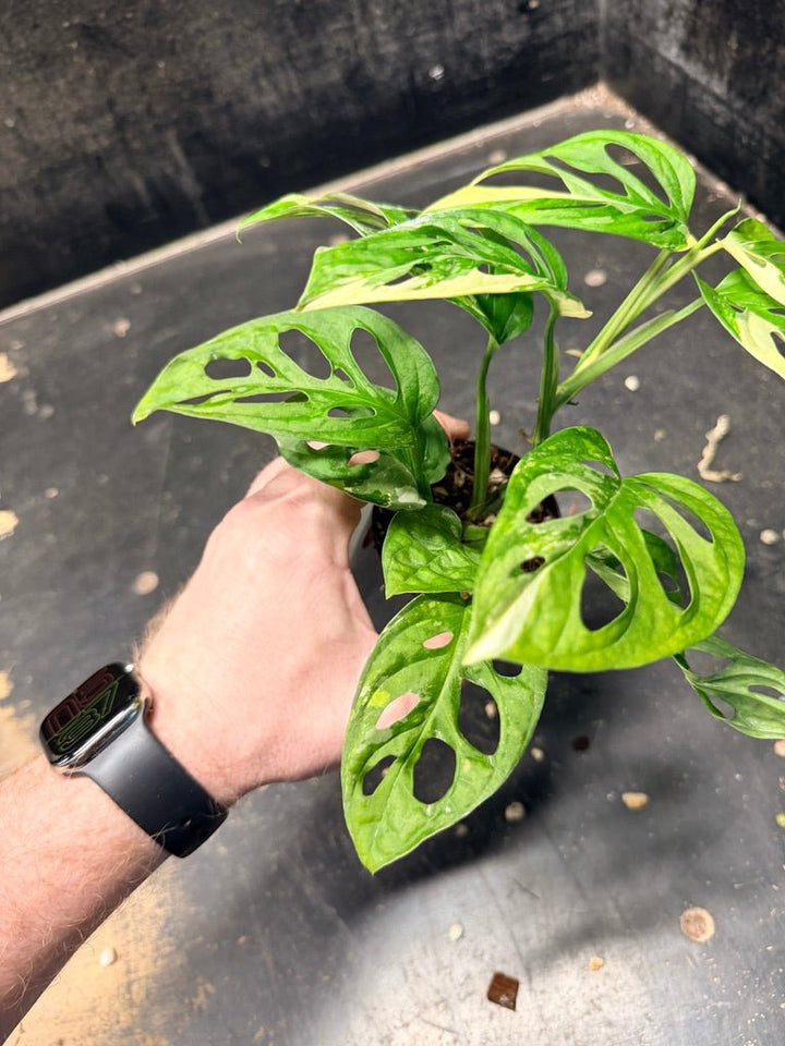 Handpicked 119 - Monstera Adansonii Monkey Mask Albo | Uprooted