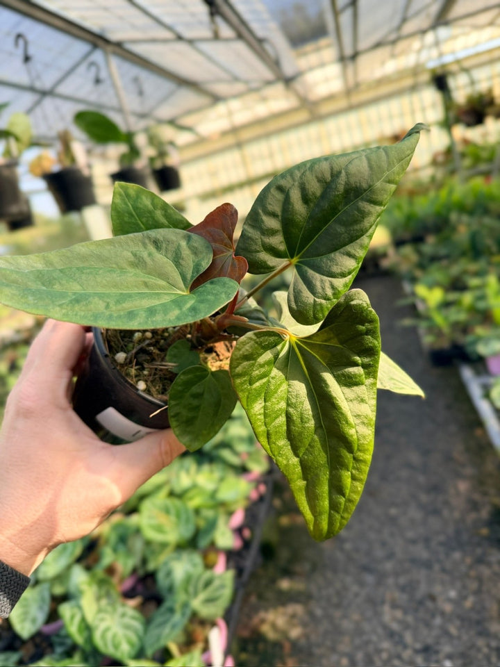 Handpicked 12 - Anthurium Papillilaminum x Luxurians | Uprooted