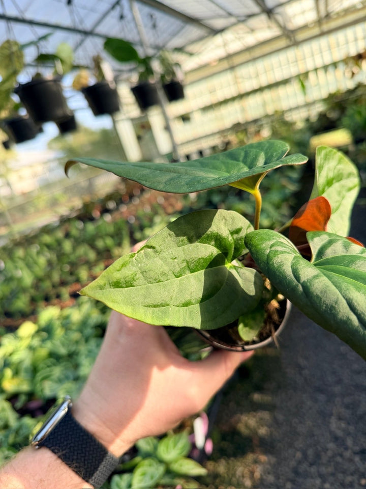 Handpicked 12 - Anthurium Papillilaminum x Luxurians | Uprooted