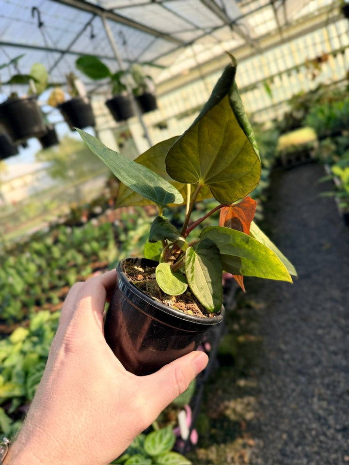 Handpicked 12 - Anthurium Papillilaminum x Luxurians | Uprooted