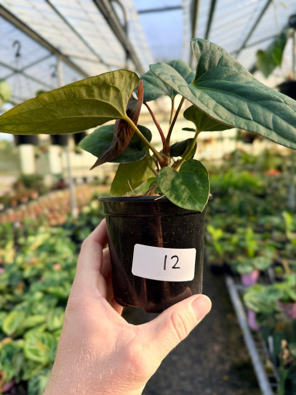 Handpicked 12 - Anthurium Papillilaminum x Luxurians | Uprooted