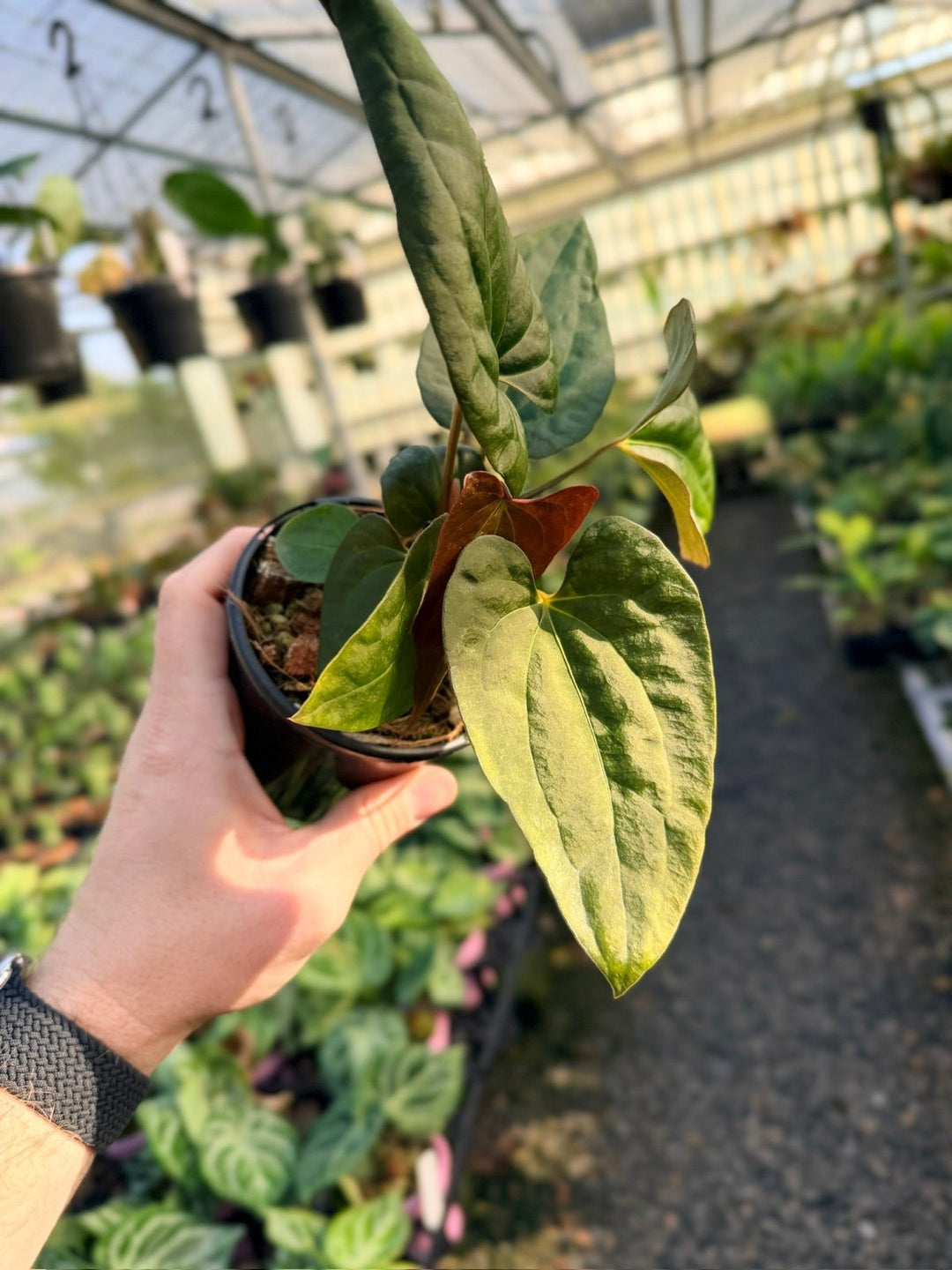 Handpicked 12 - Anthurium Papillilaminum x Luxurians | Uprooted