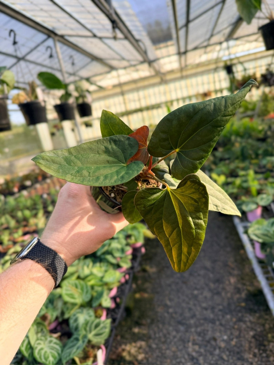 Handpicked 12 - Anthurium Papillilaminum x Luxurians | Uprooted