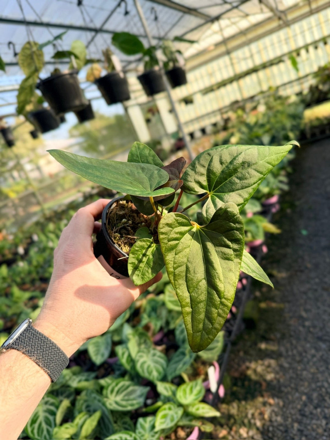 Handpicked 12 - Anthurium Papillilaminum x Luxurians | Uprooted