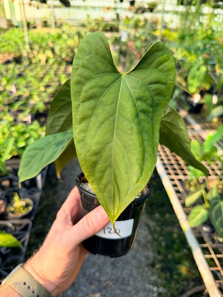 Handpicked 120 - Anthurium Papillilaminum x Luxurians | Uprooted