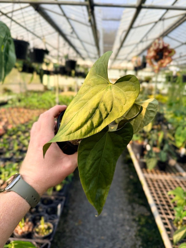 Handpicked 120 - Anthurium Papillilaminum x Luxurians | Uprooted