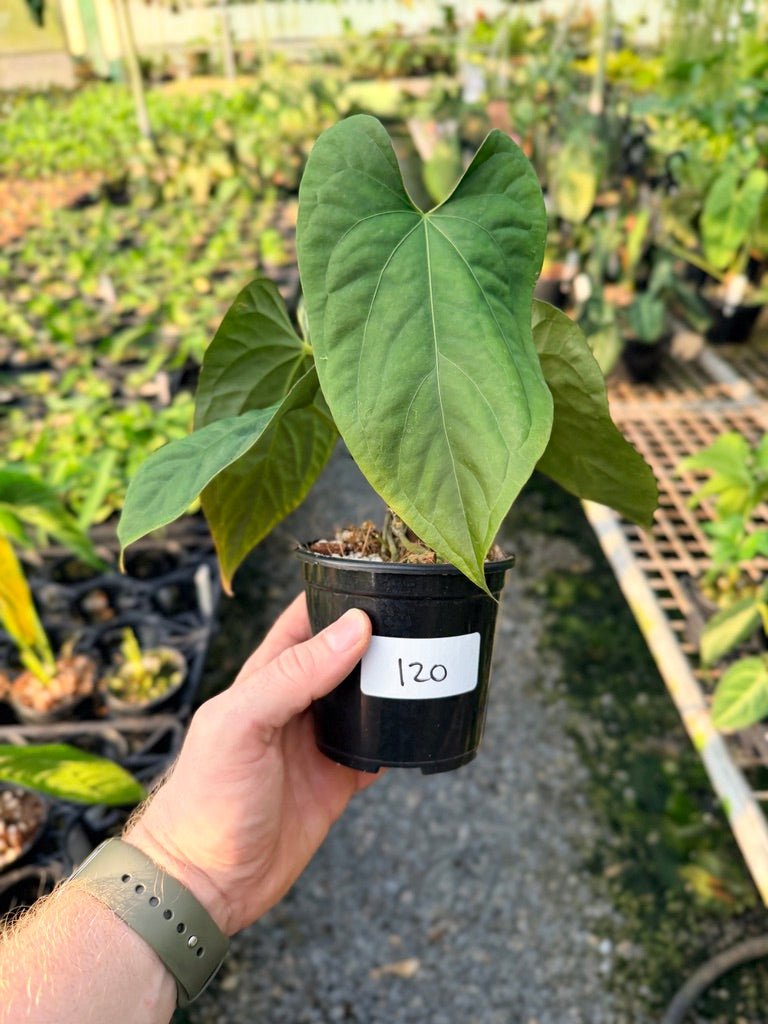 Handpicked 120 - Anthurium Papillilaminum x Luxurians | Uprooted