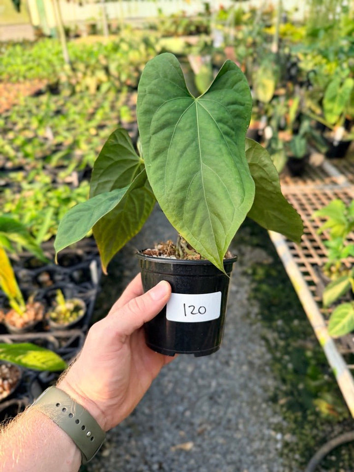 Handpicked 120 - Anthurium Papillilaminum x Luxurians | Uprooted
