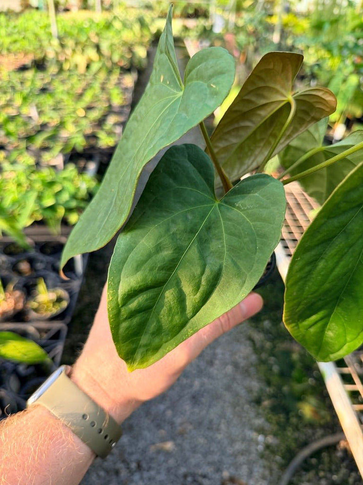 Handpicked 120 - Anthurium Papillilaminum x Luxurians | Uprooted