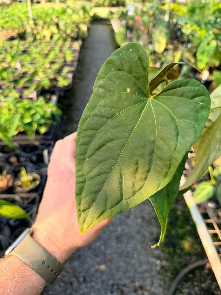 Handpicked 120 - Anthurium Papillilaminum x Luxurians | Uprooted
