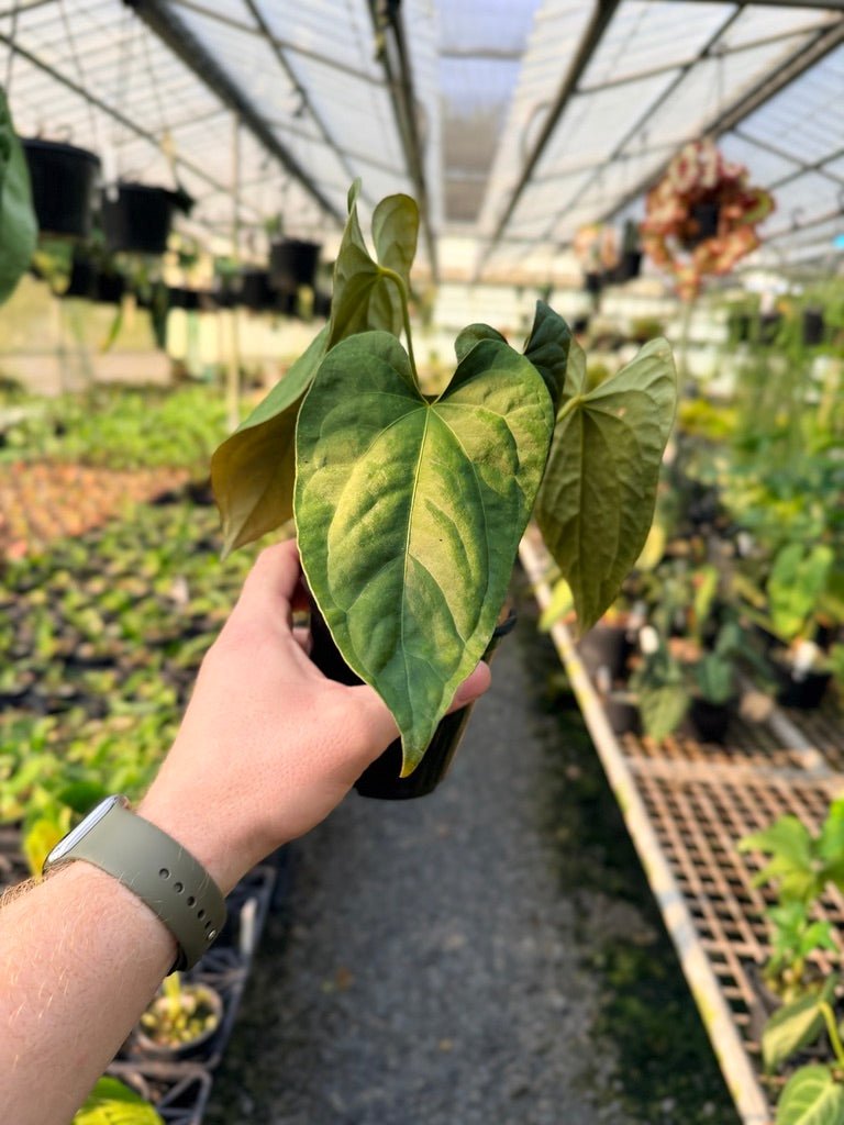Handpicked 120 - Anthurium Papillilaminum x Luxurians | Uprooted