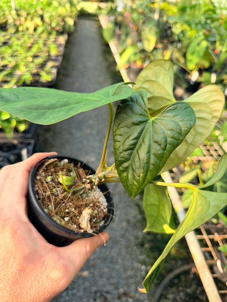 Handpicked 120 - Anthurium Papillilaminum x Luxurians | Uprooted