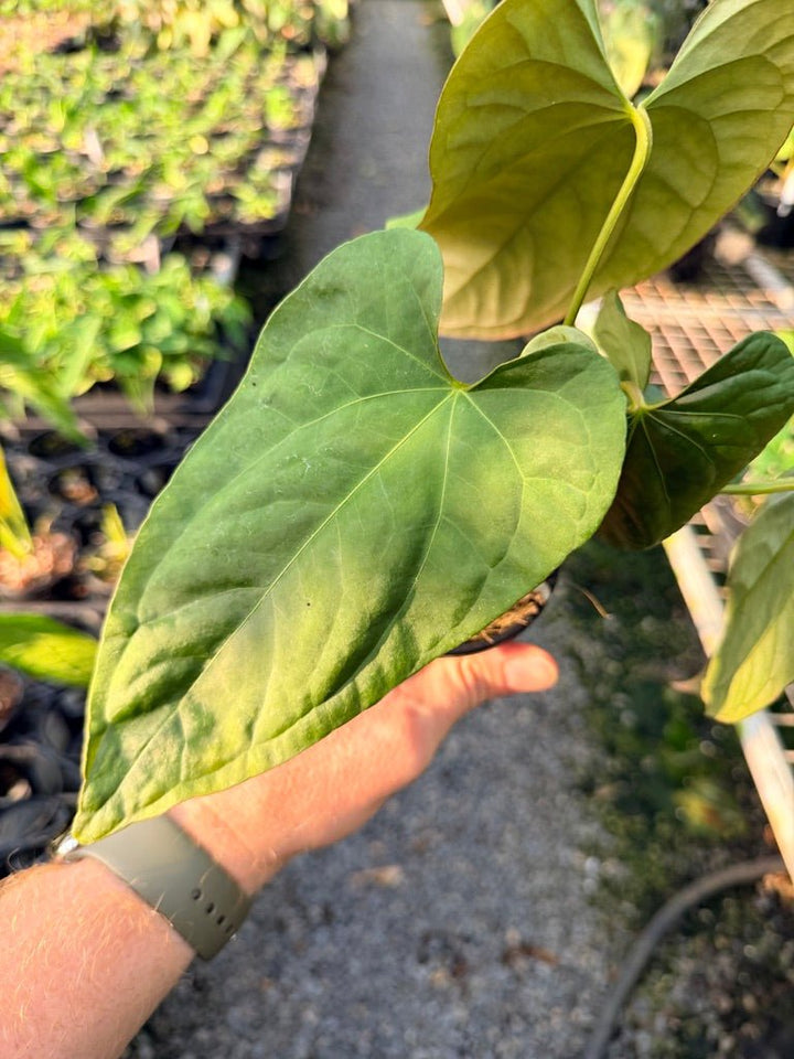 Handpicked 120 - Anthurium Papillilaminum x Luxurians | Uprooted