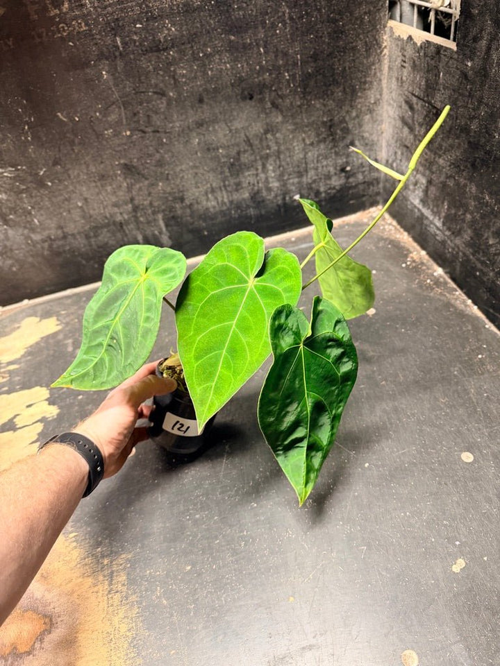 Handpicked 121 - Anthurium Blue Velvet Hybrid X Dark Forgetii | Uprooted