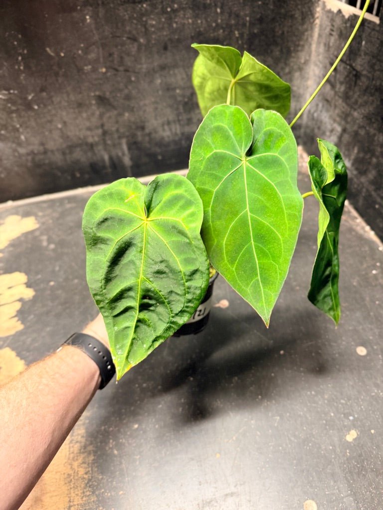 Handpicked 121 - Anthurium Blue Velvet Hybrid X Dark Forgetii | Uprooted
