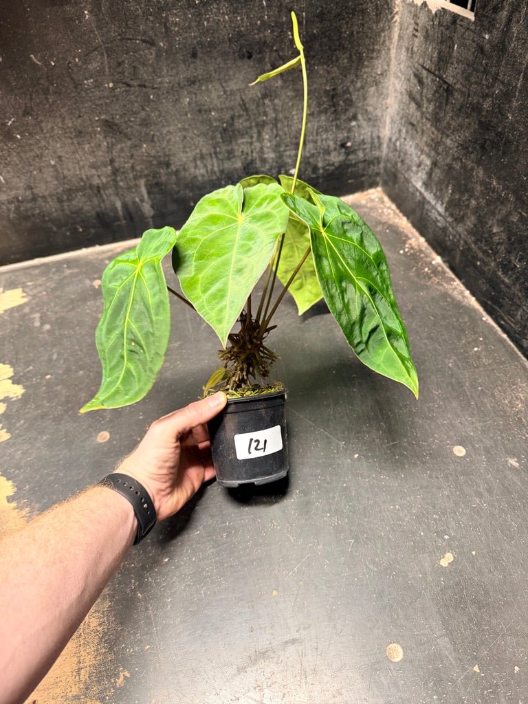 Handpicked 121 - Anthurium Blue Velvet Hybrid X Dark Forgetii | Uprooted