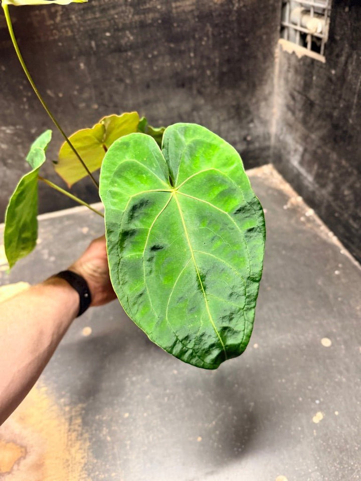Handpicked 121 - Anthurium Blue Velvet Hybrid X Dark Forgetii | Uprooted