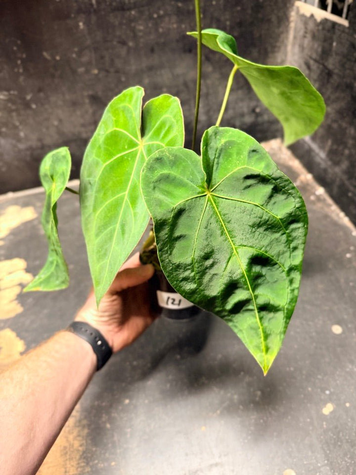 Handpicked 121 - Anthurium Blue Velvet Hybrid X Dark Forgetii | Uprooted