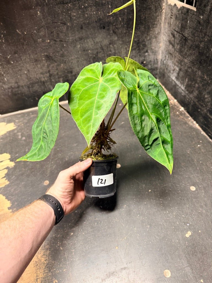 Handpicked 121 - Anthurium Blue Velvet Hybrid X Dark Forgetii | Uprooted