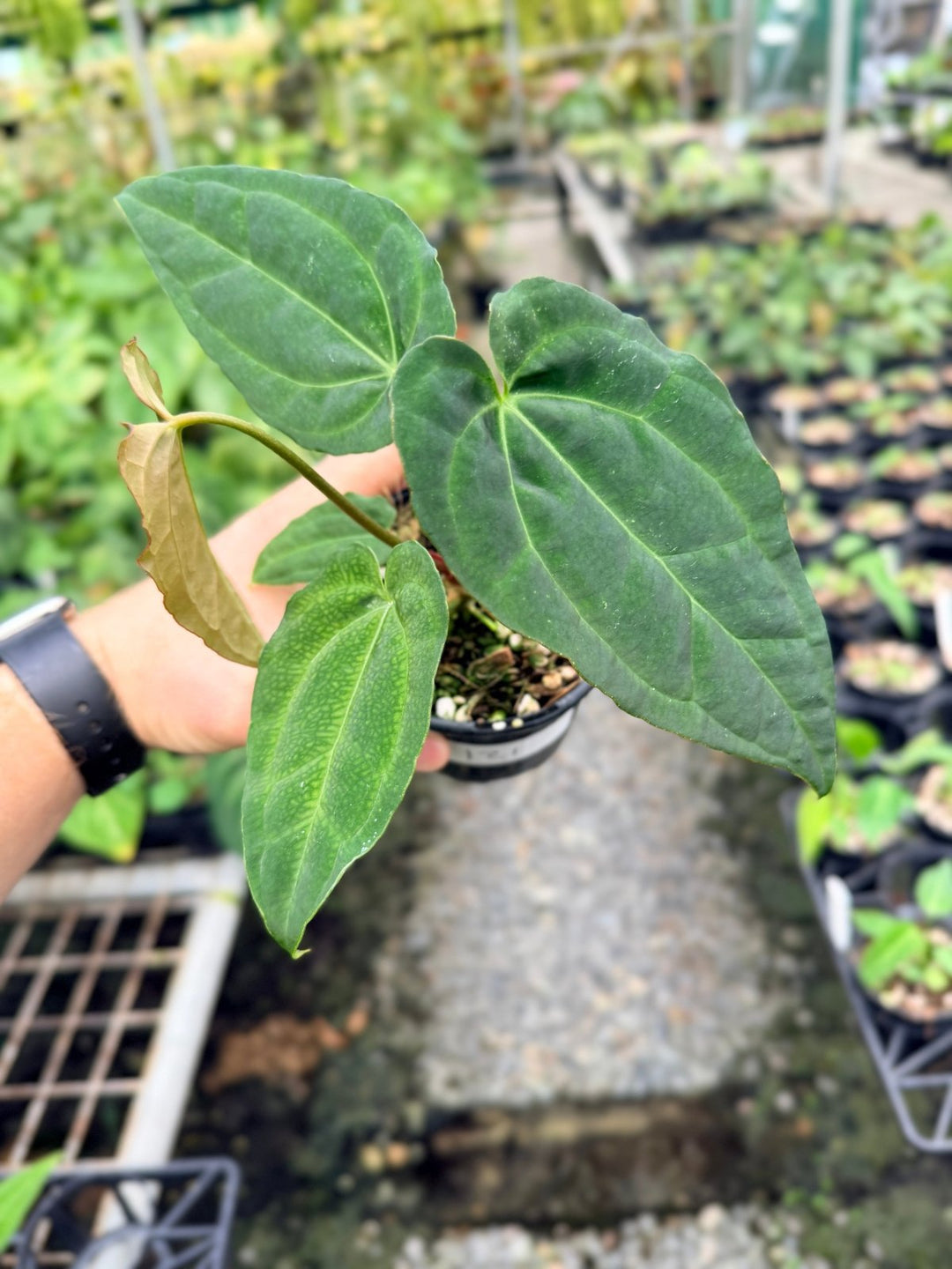 Handpicked 121 - Anthurium [Forgetii X Crystallinum] X Midnight Velvet | Uprooted