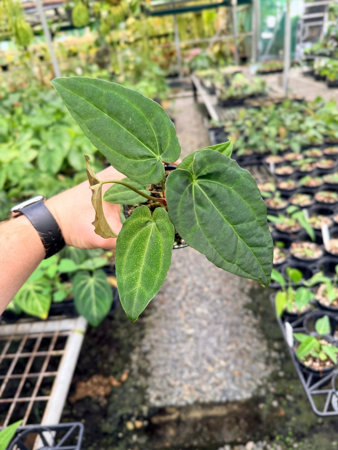 Handpicked 121 - Anthurium [Forgetii X Crystallinum] X Midnight Velvet | Uprooted