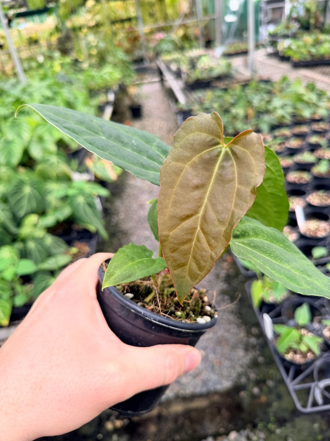 Handpicked 121 - Anthurium [Forgetii X Crystallinum] X Midnight Velvet | Uprooted