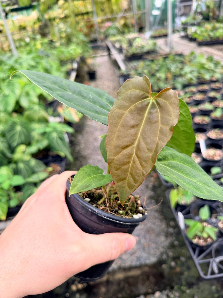 Handpicked 121 - Anthurium [Forgetii X Crystallinum] X Midnight Velvet | Uprooted