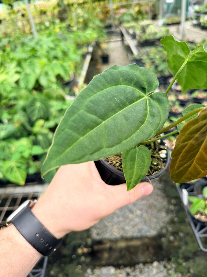 Handpicked 121 - Anthurium [Forgetii X Crystallinum] X Midnight Velvet | Uprooted