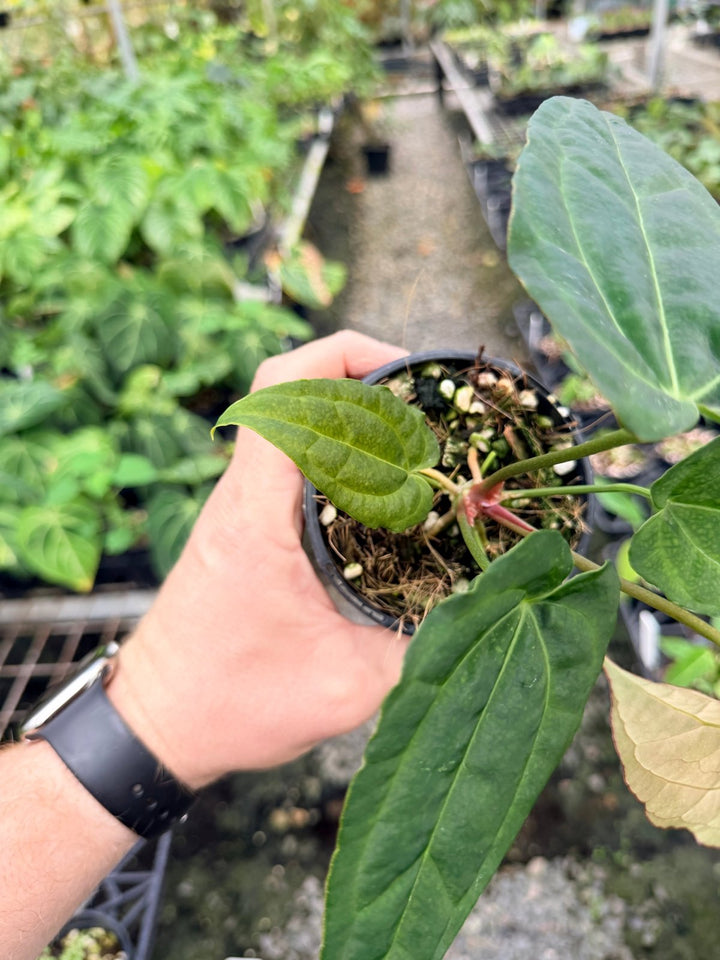 Handpicked 121 - Anthurium [Forgetii X Crystallinum] X Midnight Velvet | Uprooted