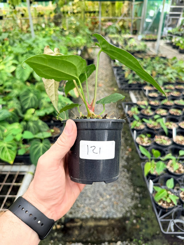 Handpicked 121 - Anthurium [Forgetii X Crystallinum] X Midnight Velvet | Uprooted