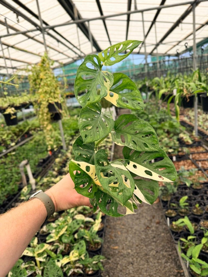 Handpicked 121 - Monstera Adansonii - Monkey Mask - Variegated Albo | Uprooted