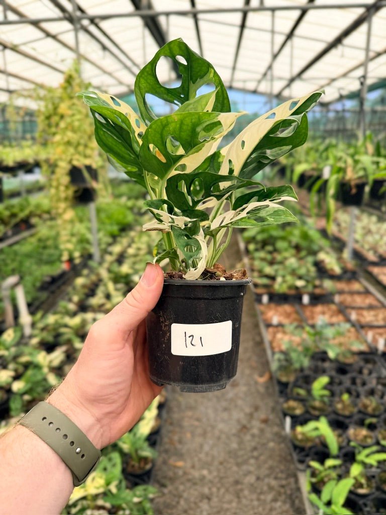 Handpicked 121 - Monstera Adansonii - Monkey Mask - Variegated Albo | Uprooted
