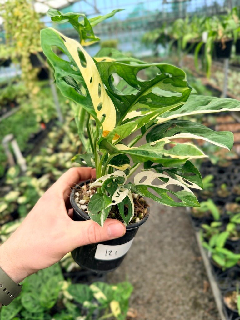 Handpicked 121 - Monstera Adansonii - Monkey Mask - Variegated Albo | Uprooted