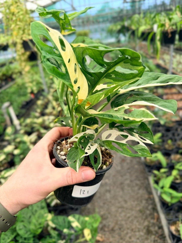 Handpicked 121 - Monstera Adansonii - Monkey Mask - Variegated Albo | Uprooted