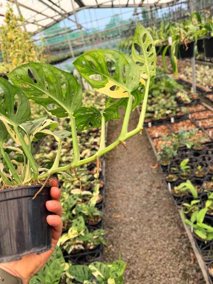 Handpicked 121 - Monstera Adansonii - Monkey Mask - Variegated Albo | Uprooted