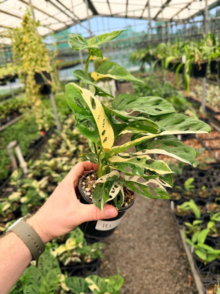 Handpicked 121 - Monstera Adansonii - Monkey Mask - Variegated Albo | Uprooted