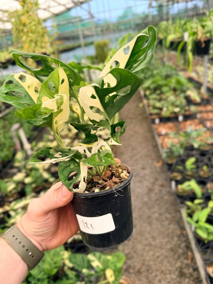 Handpicked 121 - Monstera Adansonii - Monkey Mask - Variegated Albo | Uprooted