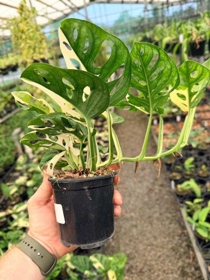Handpicked 121 - Monstera Adansonii - Monkey Mask - Variegated Albo | Uprooted