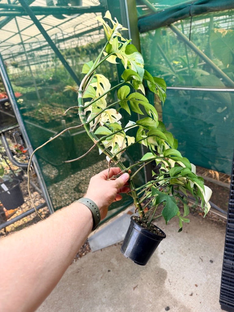 Handpicked 121 - Rhaphidophora Tetrasperma Variegated | Uprooted