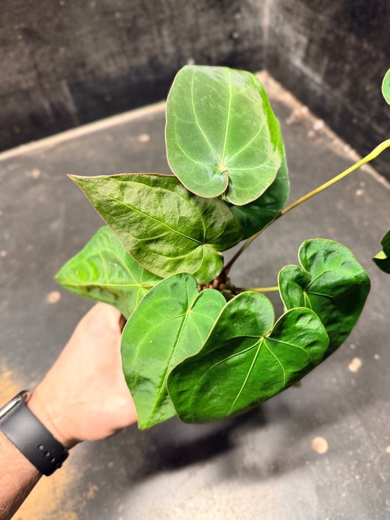 Handpicked 122 - Anthurium Blue Velvet Hybrid X Dark Forgetii | Uprooted