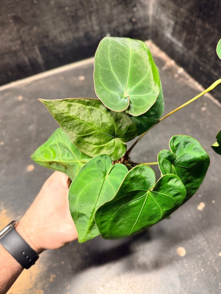 Handpicked 122 - Anthurium Blue Velvet Hybrid X Dark Forgetii | Uprooted