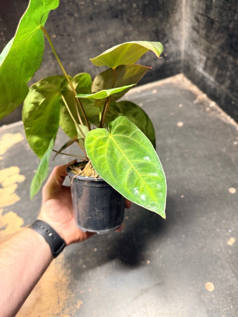 Handpicked 122 - Anthurium Blue Velvet Hybrid X Dark Forgetii | Uprooted